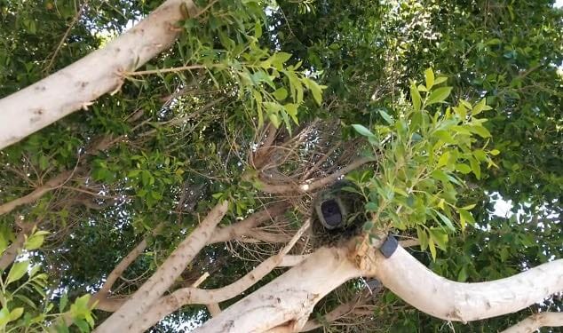 camouflage in trees