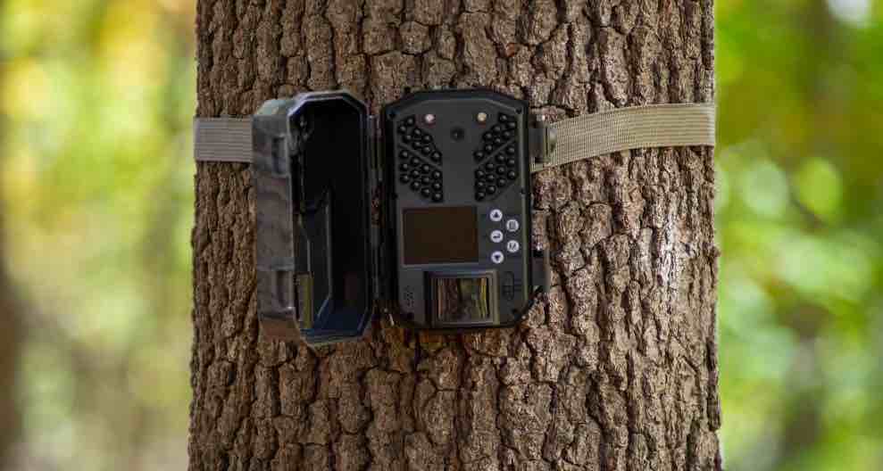 trail camera on a tree